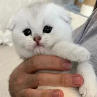 پیشی خوشگل ناناز