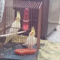 عروس هلندی لوتینو