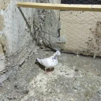 نر کله ای گردن کلفت|پرنده|فلاورجان, |دیوار