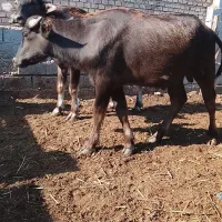 گاومیش دوعدد گوساله نر