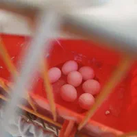 مرغ عشق جفت|پرنده|شریف‌آباد, |دیوار