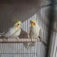 یک جفت عروس