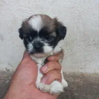 سرپرستی حیوان البته فروشی