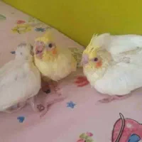 عروس هلندی|پرنده|خرمشهر, |دیوار