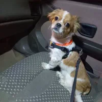 شیتزو سوپر فلت|سگ|شیراز, کیان آباد|دیوار