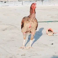 ماده مرغ اصیل و زیبا|حیوانات مزرعه|ایرانشهر, |دیوار