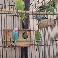 فروش مرغ عشق بالغ