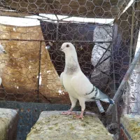 کفتر سبز|پرنده|اردکان, |دیوار