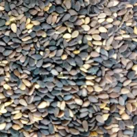 کنجد اعلا تمیز