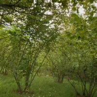 فروش باغ فندق هکتاری