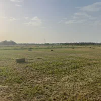 بونجه یا بیده درجه ۱