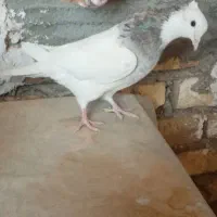 طوقی فروشی|پرنده|زارچ, |دیوار