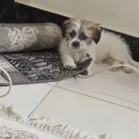 واگذاری سگ پا کوتاه نژاد شتنزو