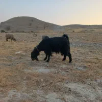 فروش کهره بذری|حیوانات مزرعه|جره و بالاده, |دیوار