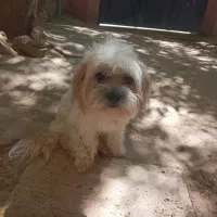 سگ شیتزو بامزه