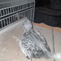 عروس هلندی|پرنده|زابل, |دیوار