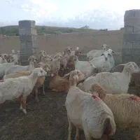 ۴۰راس میش بره دار