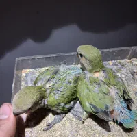 طوطی برزیلی