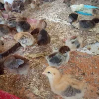 جوجه محلی