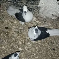 کبوتر پست سیاه