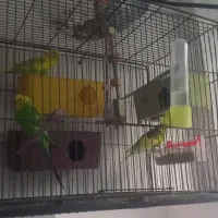 مرغ عشق .|پرنده|رشت, جماران|دیوار