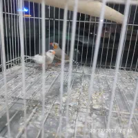 فنج بالغ بالوازم