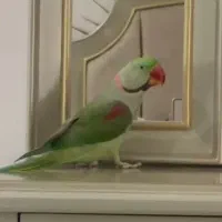 شاه طوطی نر ۳ ساله سخنگو و کاملا رام