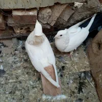 کبوتر نروماده اطراف زرند|پرنده|کرمان, |دیوار