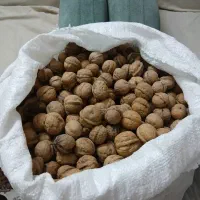 گردوی مرغوب تازه امسال باغ خودم|خوردنی و آشامیدنی|تهران, مسعودیه|دیوار