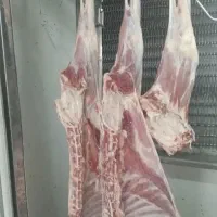 گوشت گوساله.گوسفند.لاشه.تیکه ای چرخ کرده و دنبه|خوردنی و آشامیدنی|اصفهان, عسگریه|دیوار