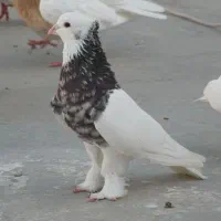 کبوتر گم شده