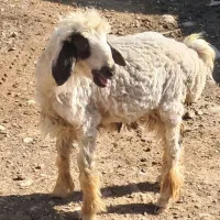 سلام یک عدد بره تقلی ماده مخصوص داشت