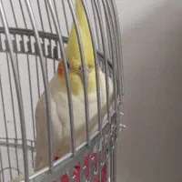 جفت عروس هلندی دستی|پرنده|بیرجند, |دیوار