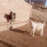 چپش، بزغاله نر