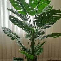 درختچه برگ انجیری