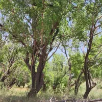 باغ بادم دیم روستای هیراب|فروش دفتر صنعتی، کشاورزی، تجاری|بروجرد, |دیوار