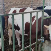 گوساله سیمینتال ماده پرواری|حیوانات مزرعه|شیروان (لرستان), |دیوار