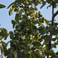 نهال گردو داری گواهی سلامت