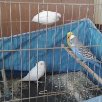 مرغ عشق دستی و سهره|پرنده|اصفهان, شاهد|دیوار