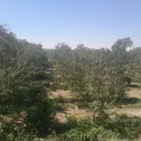 فروش زمین ویلایی|فروش خانه و ویلا|ممقان, |دیوار