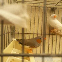 فنج زبرا جفت بالغ جوان آماده جوجه کشیدن|پرنده|بهارستان, |دیوار