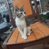 بچه گربه|گربه|رشت, کوی جام جم|دیوار