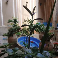 نیروی خدمات( خانه داری) هتل