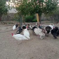 بوقلمون نر و ماده|حیوانات مزرعه|لیکک, |دیوار