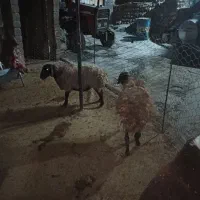 میش یا گوسفند  چاق کشتاری