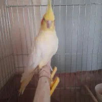 یک جفت عروس هلندی مولد ویک جوجه نر|پرنده|کرج, شهرک فهمیده|دیوار