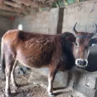 گاو۷ماه شکم|حیوانات مزرعه|صومعه‌سرا, |دیوار