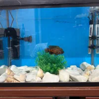 آکواریوم شیشه خم