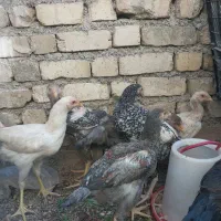 جوجه لاری|حیوانات مزرعه|شیراز, کرونی(خاتونک)|دیوار