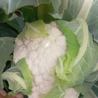 کلم تازه چین روز